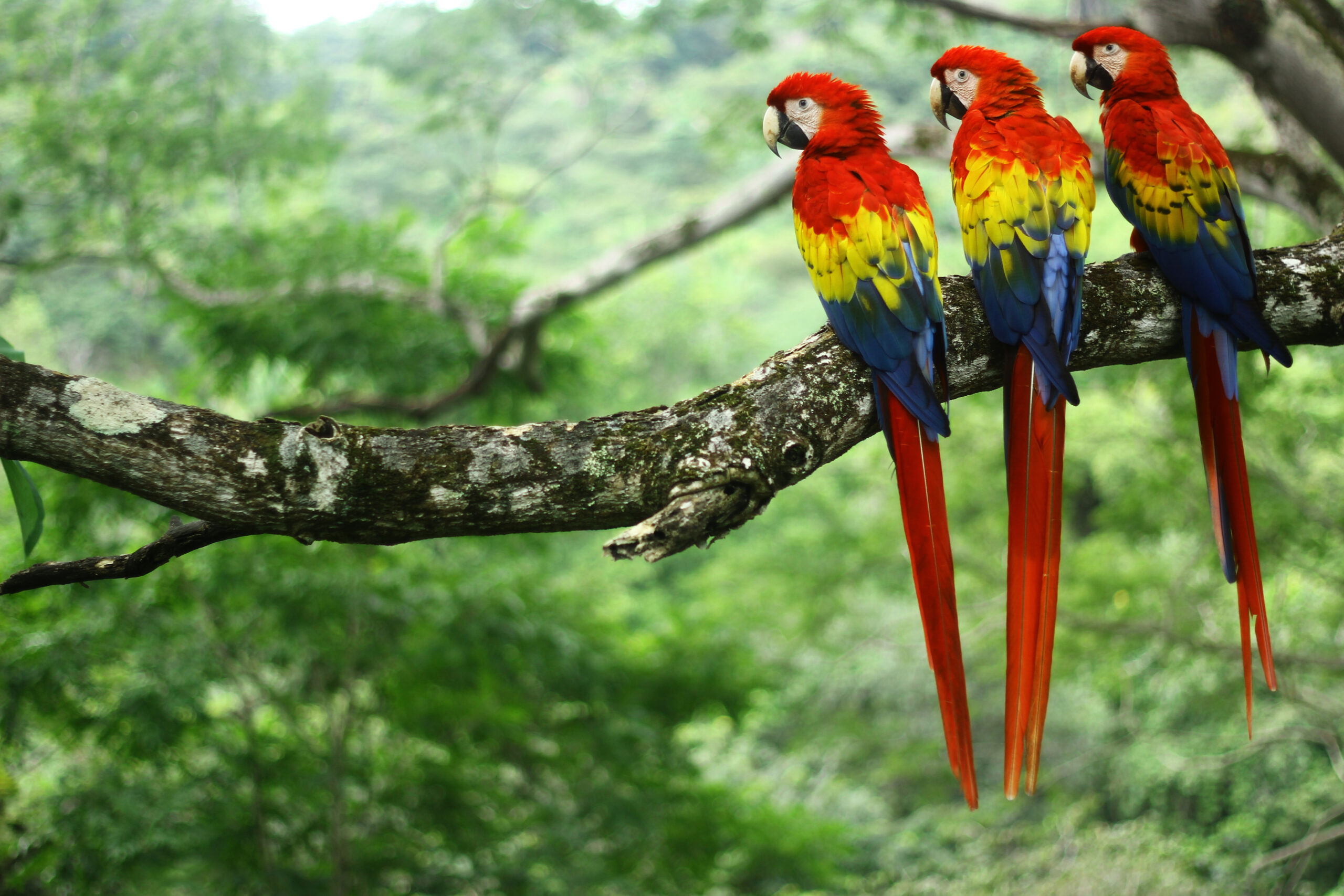 Macaws - Boca Tapada - Secret Costa Rica