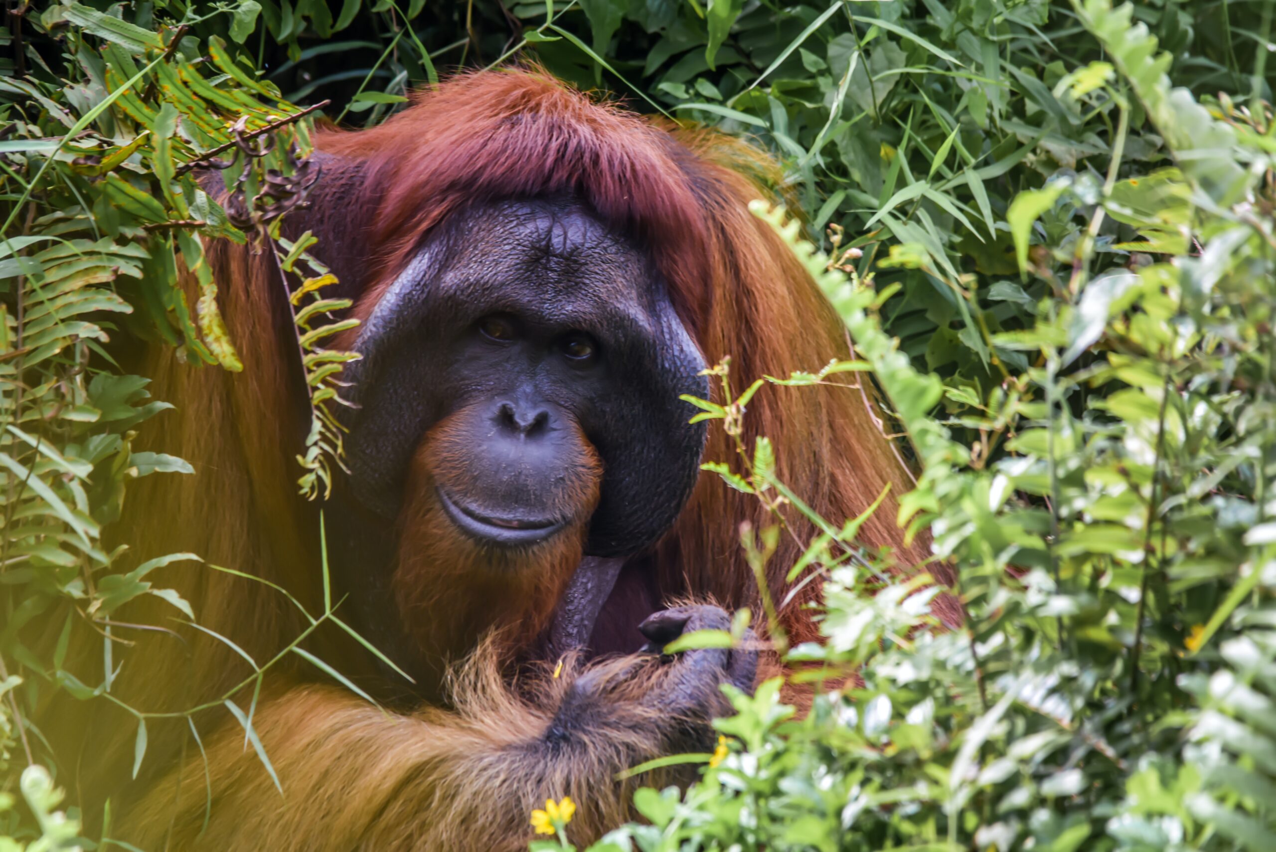 Malaysia and Borneo holiday 2025